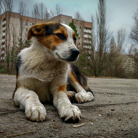 Genome Lates: The Radioactive Dogs of Chernobyl