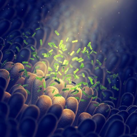 Genomics Lite: The Human Microbiome in Focus